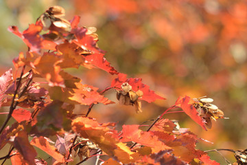 Autumn colors closeup