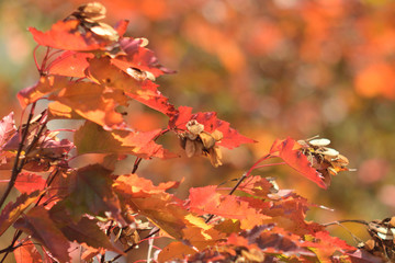 Autumn colors closeup