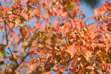 Autumn colors closeup