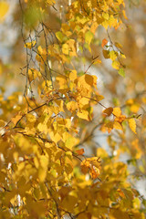 Autumn colors closeup