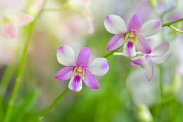 Fototapeta na wymiar White orchid blooming in the garden.