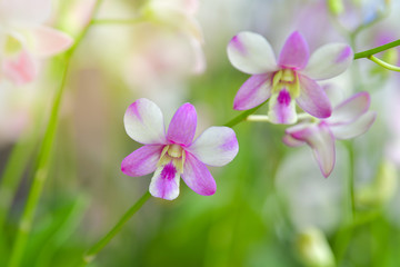 White orchid blooming in the garden.