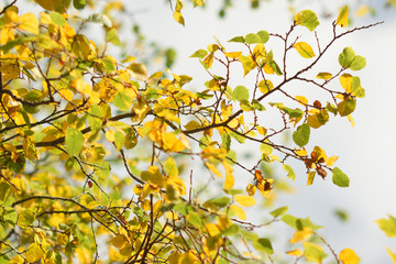 Autumn colors closeup