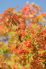 Autumn colors closeup