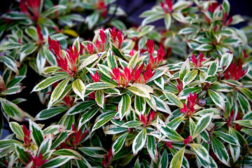 Flame of the forest plant or Pieris in a garden in Burnley Lancashire