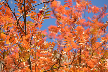 Autumn colors closeup