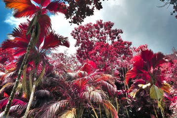 Fantasy infrared shots of purple landscapes on the Seychelles islands