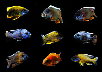 colorful beautiful african cichlid peacock aulonocara fish in aquarium from lake malawi