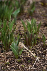 tulip sprouts leaves closeup in the spring garden