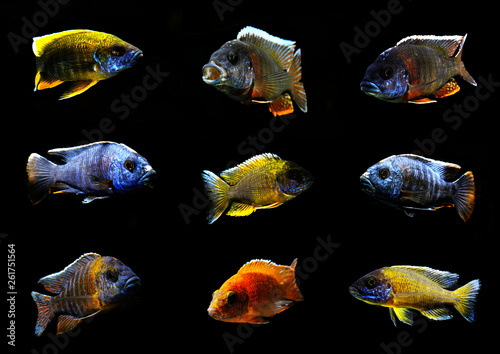 Colorful Beautiful African Cichlid Peacock Aulonocara Fish