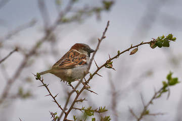 Close up portrait of house sparrow Passer domesticus, singing bird of sparrow family Passeridae sitting on twig of bush, bird living close to human houses in cities, villages and farms around world.