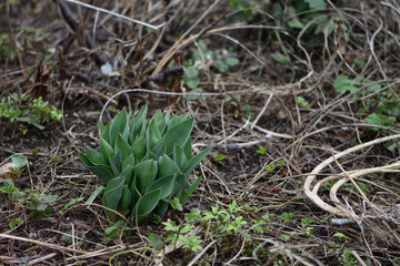tulip sprouts leaves closeup in the spring garden
