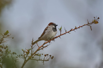 The male house sparrow, Passer domesticus, singing bird of sparrow family Passeridae sitting on twig of bush, bird living close to human houses in the cities and villages and farms around the world.