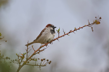 The male house sparrow, Passer domesticus, singing bird of sparrow family Passeridae sitting on...