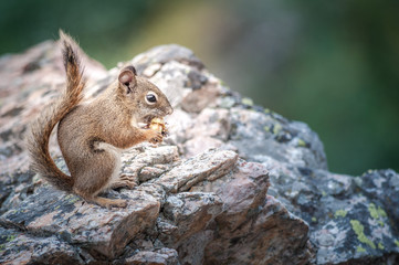 Naklejka na ściany i meble squirrel eating wayside