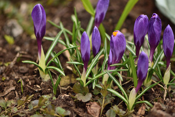 purple crocuses in spring garden