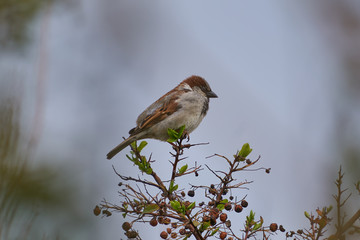 Male house sparrow, Passer domesticus, bird of sparrow family Passeridae sitting on the top of bush in spring day. Bird is strongly associated with human habitation, live in urban or rural settings.