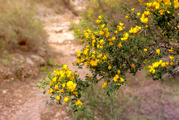 Flowering bush (Calicotome villosa) close-up.