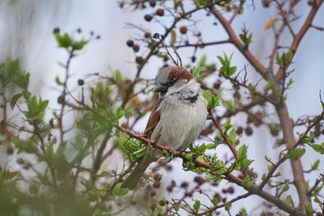 The house sparrow, Passer domesticus, bird of sparrow family Passeridae sitting in the bush in the spring cloudy day. Bird is strongly associated with human habitation, live in urban or rural settings