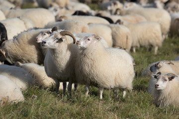 Naklejka premium Herd of white ram sheep grazing in the field and looking with interest in sunny day. Iceland.