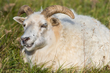 Cute big white ram smiling sheep with long horns lying in the field and looking with interest.