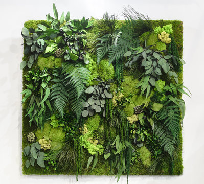 A beautiful vertical background made up of stabilized plants: grass, moss, fern and green leaves.