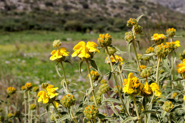 Plant (Phlomis fruticosa) grows in the mountains