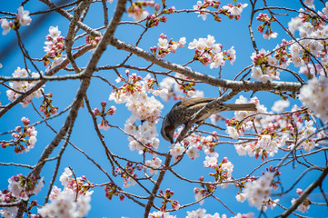 鳥と桜