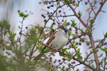 The house sparrow, Passer domesticus, bird of sparrow family Passeridae sitting in the bush in the spring cloudy day. Bird is strongly associated with human habitation, live in urban or rural settings