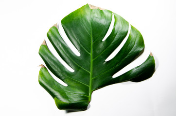 Monstera Liana. Big green leaf on a white background. Macro. Plant