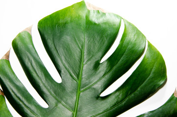 Monstera Liana. Big green leaf on a white background. Macro. Plant