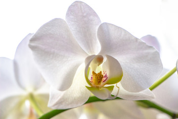 Naklejka na ściany i meble Orchid flower on white background