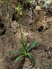 Orchis provincialis, the Provence orchid. Pale yellow wild flower, whole plant with leaves.