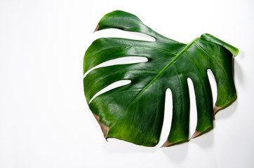 Monstera Liana. Big green leaf on a white background. Macro. Plant