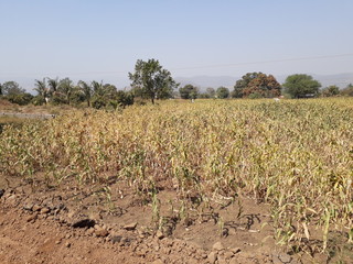 Obraz premium Sorghum Crop