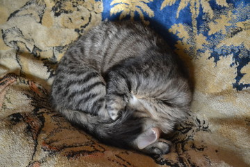 cat sleeping on bed