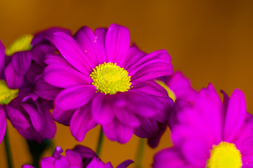 Obraz premium Beautiful bright purple and yellow chrysanthemum flowers, selective focus, macro