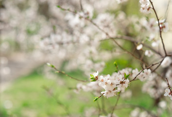 Floral natural background spring time season. Blooming apple tree