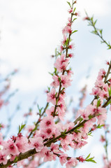 A peach tree in bloom