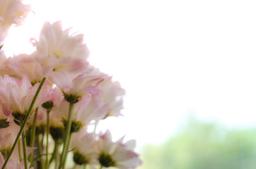 flower blossoms over blurred nature background.