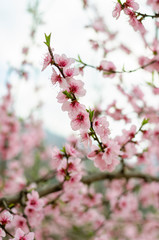 A peach tree in bloom