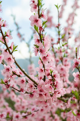 Fototapeta na wymiar A peach tree in bloom