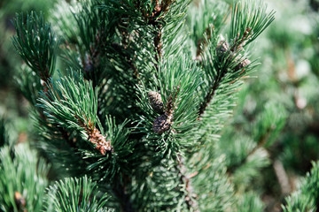 Beautiful blooming branch with pine cones in forest, summer background