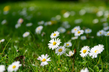 Fototapeta premium Nature,flowers,environment,parks and spring concept: White wild daisies on a spring green meadow.