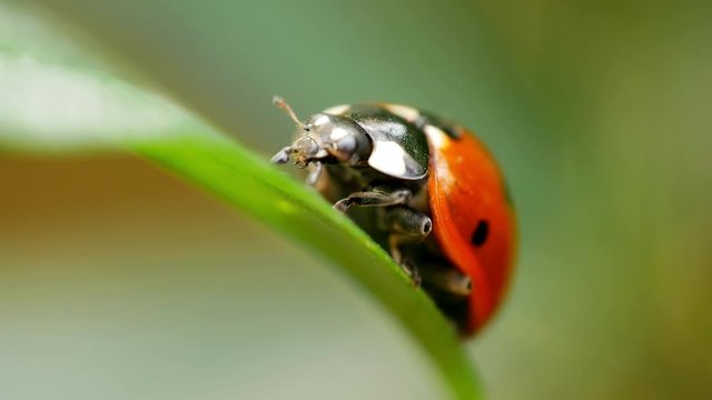 Seven-spot ladybug (ladybird) sitting on a leaf and doing its thing in a macro shot