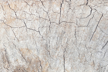 abstract old grunge wood panel for background