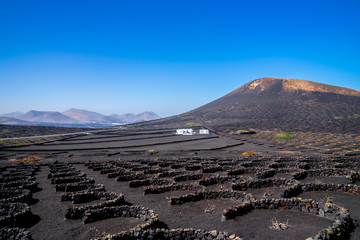 Spain, Lanzarote, Famous wine growing vineyard region on black volcanic soil of la geria