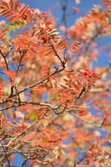 Autumn colors closeup