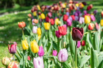  Blooming flowers of colorful tulips on a park spring meadow.
