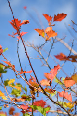 Autumn colors closeup